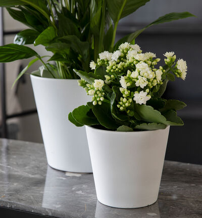 Ildtopp hvit Ildtopp hvit